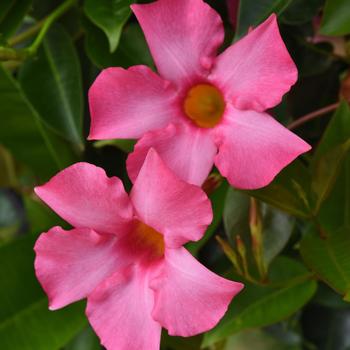 Mandevilla 