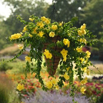 Mandevilla Tropica™ Grande '' (274721)