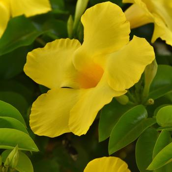 Mandevilla Tropica™ Grande '' (274722)