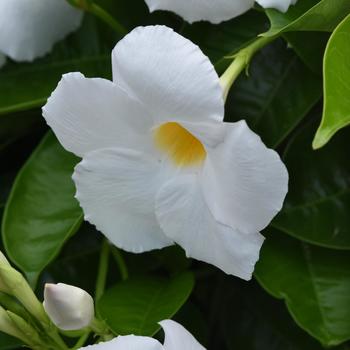 Mandevilla 