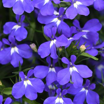 Lobelia erinus