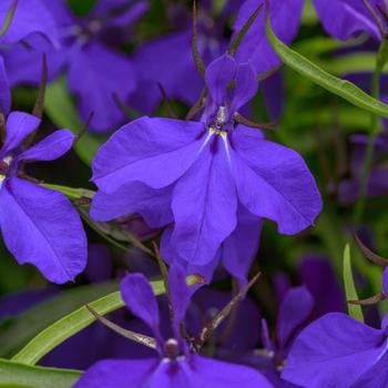 Lobelia erinus