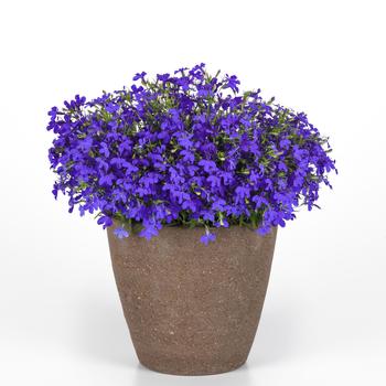 Lobelia erinus Heatopia™ '' (274728)