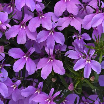 Lobelia erinus