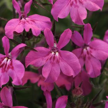 Lobelia erinus