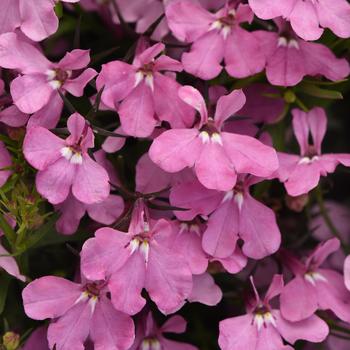 Lobelia erinus