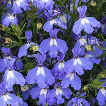 Lobelia erinus