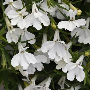 Lobelia erinus