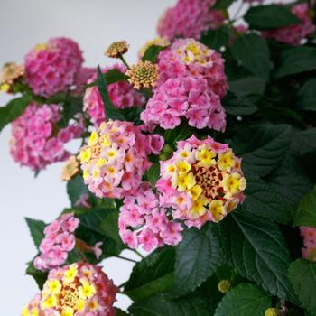 Lantana camara 'Sailan004' 