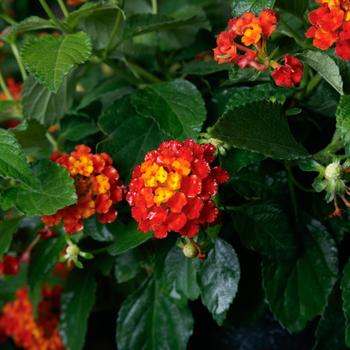 Lantana camara SunDance™ '' (274745)