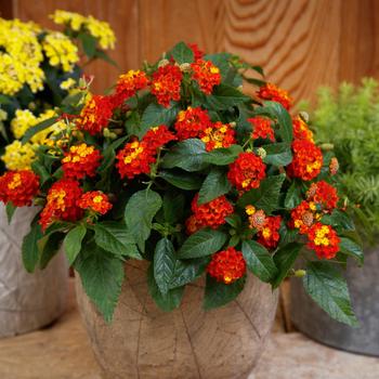 Lantana camara 'Sailan004' 