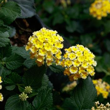 Lantana camara SunDance™ '' (274749)