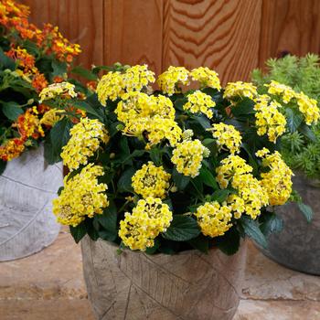 Lantana camara SunDance™ '' (274750)