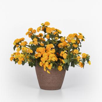 Lantana camara Lucky™ '' (274752)