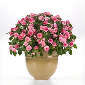 Impatiens walleriana Glimmer™ '' (274754)