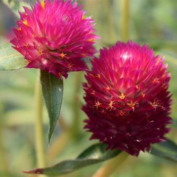 Gomphrena haageana 'Pinata' (274755)