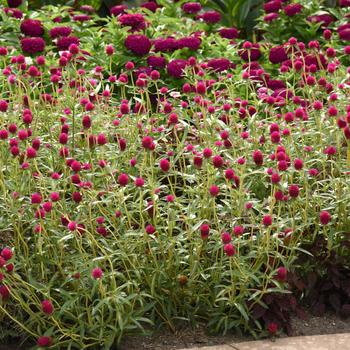 Gomphrena haageana 'Balgovarpur' 