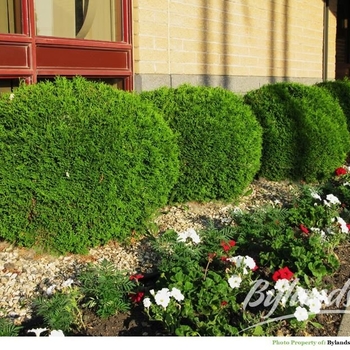 Thuja occidentalis 'Little Giant' 