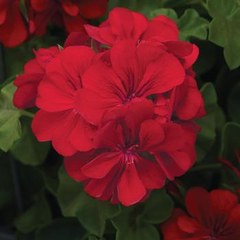 Pelargonium peltatum