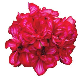 Pelargonium peltatum Precision™ '' (274764)