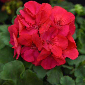 Pelargonium Solera™ '' (274767)