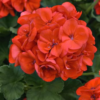 Pelargonium 