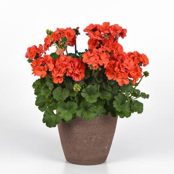 Pelargonium Solera™ '' (274774)