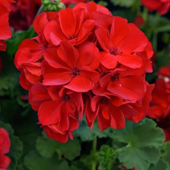 Pelargonium Solera™ '' (274776)