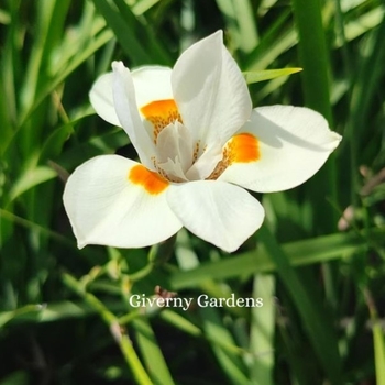 Dietes 'Nola Alba' PP21460