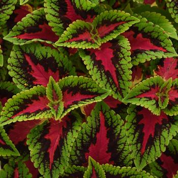 Coleus scutellarioides 'French Quarter Improved' 