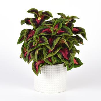 Coleus scutellarioides Volcanica™ 'French Quarter Improved' (274800)