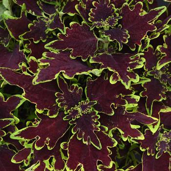 Coleus scutellarioides 'Limewire' 