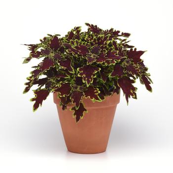 Coleus scutellarioides Volcanica™ 'Limewire' (274802)