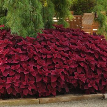 Coleus scutellarioides 'Redhead' 