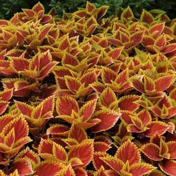 Coleus scutellarioides Volcanica™ 'Trusty Rusty' (274811)