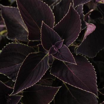 Coleus scutellarioides Volcanica™ 'Vino' (274813)