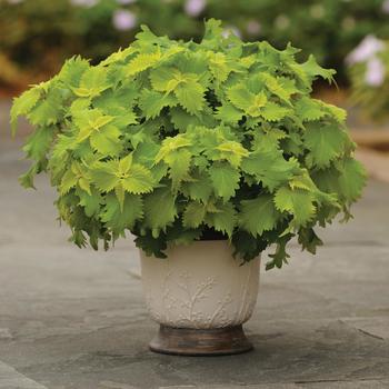 Coleus scutellarioides Volcanica™ 'Wasabi' (274815)