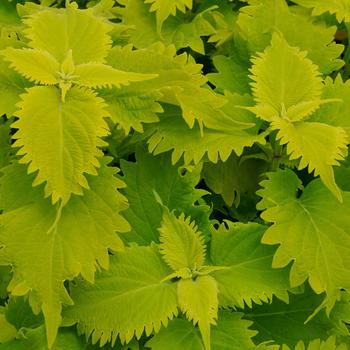 Coleus scutellarioides Volcanica™ 'Wasabi' (274816)