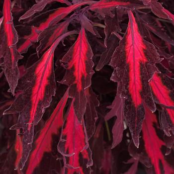 Coleus 'Balflamobin' PP35848