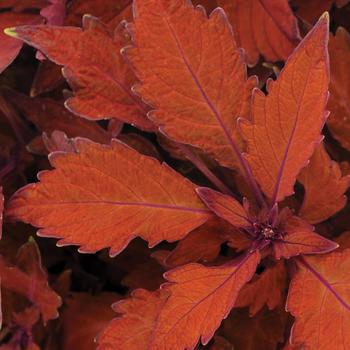 Coleus 'UF9837' PP27077