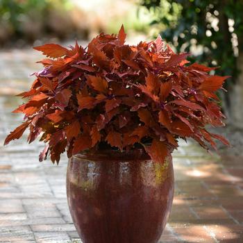 Coleus FlameThrower™ 'Habanero' (274824)