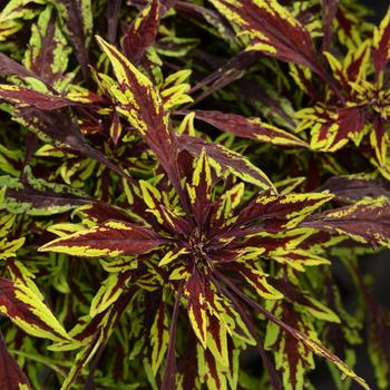 Coleus 'UF12-82-3' PP27288