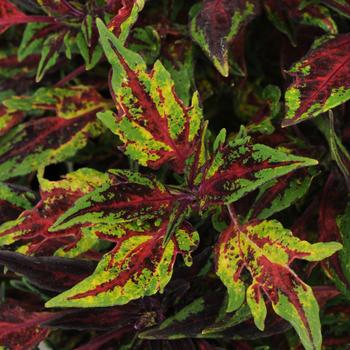 Coleus FlameThrower™ 'Chili Pepper' (274826)