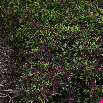 Coleus FlameThrower™ 'Chili Pepper' (274828)