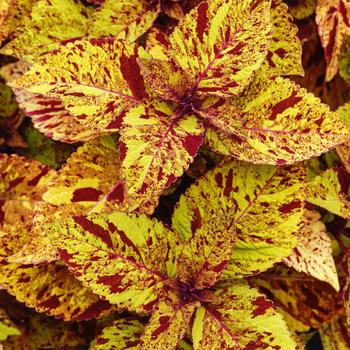 Coleus scutellarioides 'Marble Mania' 