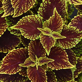 Coleus scutellarioides ChargedUp™ 'Coleosaurus' (274832)