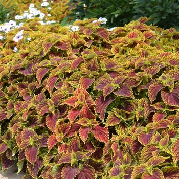 Coleus scutellarioides ChargedUp™ 'Coleosaurus' (274833)