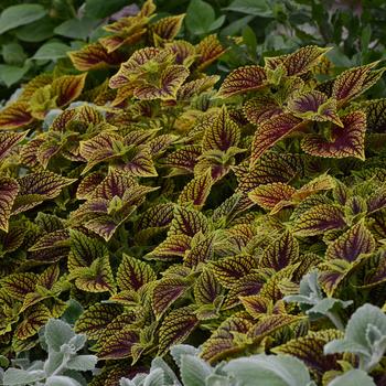 Coleus scutellarioides ChargedUp™ 'Coleosaurus' (274834)