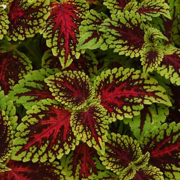 Coleus scutellarioides 'UF17-11-5' PP33344