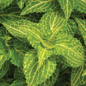 Coleus scutellarioides 'UF04335' 